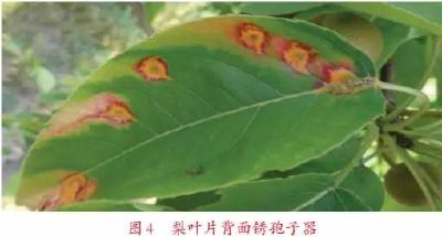 【梨】梨树锈病多是病菌传播惹的祸！