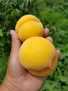 【黄桃】种植黄桃要想高产，这六大要点不能忽视！