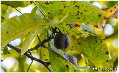 【核桃】潜伏期长、发病时间集中、爆发性强的核桃炭疽病来袭，如何应对？