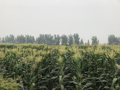 在玉米地里种上它，既不耽误玉米高产，比单纯种玉米更挣钱