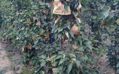【梨】梨树种植需要注意哪些地方，防治病虫害很重要，前期要多浇水