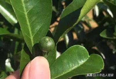 【柑橘】继续保果，抹除夏梢！6月脐橙管理在手，什么都不怕