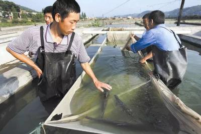 扶贫故事丨网箱养殖被取缔后，丹江口淡水鱼养殖户这样致富