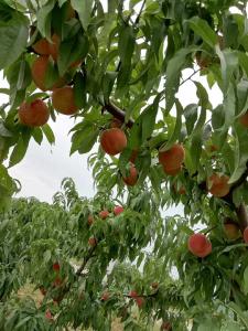 【管理】六月份水果种植管理七大要点，想要高产且果实大赶紧看！