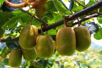 【猕猴桃】猕猴桃种植，要想其口感好品质佳，这些基本管理要了解！