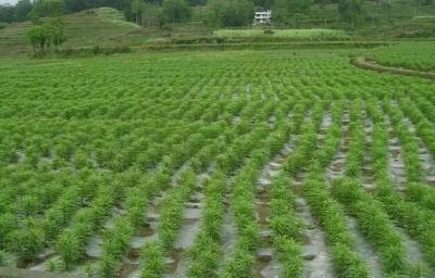 【中药材】为什么有了销路，中药材种植也不一定有利润？