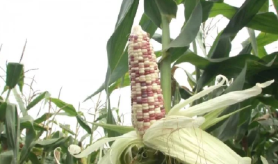 【农技】玉米施肥怎样才能施的好