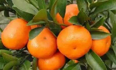 【柑橘】农技｜柑橘保果，喷施2，4-D效果究竟好不好？
