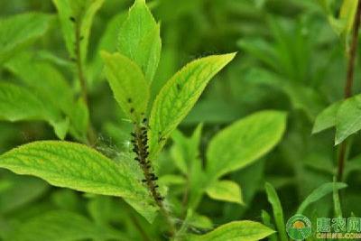 【中药材】苍术种植常见病虫害的防治方法
