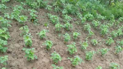 种植大豆可以使用哪些植物生长调节剂？