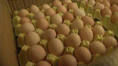 今年蛋价犹如过山车，三黄鸡、土鸡和土鸡蛋行情走势又如何呢？