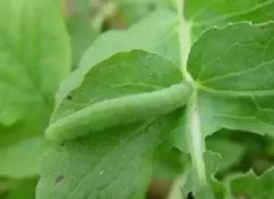 白菜菜青虫的危害及危害特点！怎么防治白菜菜青虫