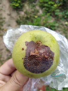 【梨子】防治果园病虫害，要合理、正确地使用农药