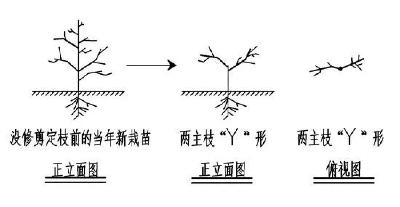 【桃子】新栽桃树夏季整形修剪（定枝）技术！提前成形，提早挂果收益