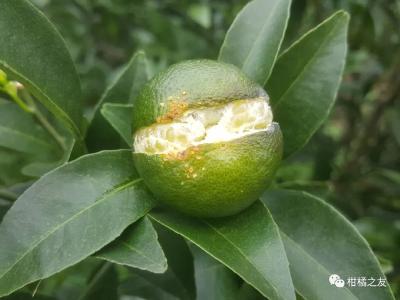 【柑橘】柑橘裂果造成不少损失，别以为补钙了就不会大量裂果
