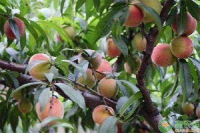 【桃子】桃子膨大期要如何管理？桃子膨大期的管理要点简介