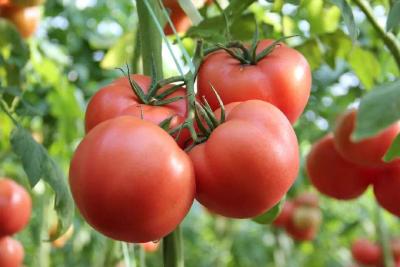 在种植西红柿时，最应注意的就是这个问题！