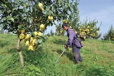 【桃子】果树安全越夏四注意！如何高度重视果树夏季管理