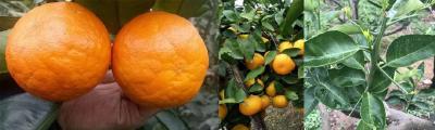 【柑橘】热门品种：明日见柑橘