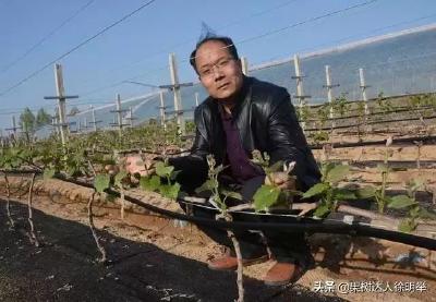 【葡萄】葡萄裂果年年有，到底啥原因，怎么预防效果好