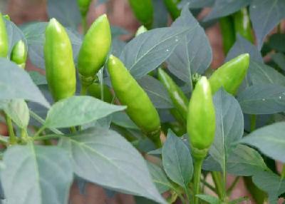 辣椒用什么肥料最好？辣椒常见的虫害及防治