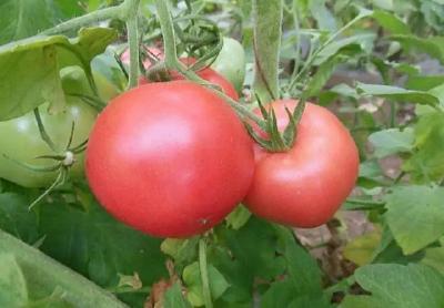 番茄叶片失绿黄化是什么原因？该怎么办