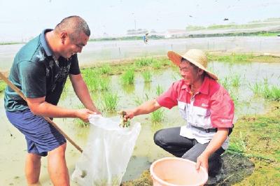 客户网上下单订货 沙市区锣场镇玉壶村黑斑蛙热销