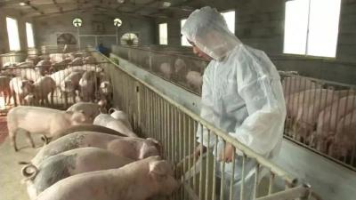 “一站式保险项目”为生猪养殖提供“整体解决方案”