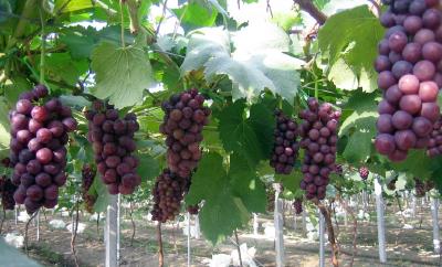 十多种“进口葡萄”其实产自武汉 入伏后更利于果实生长