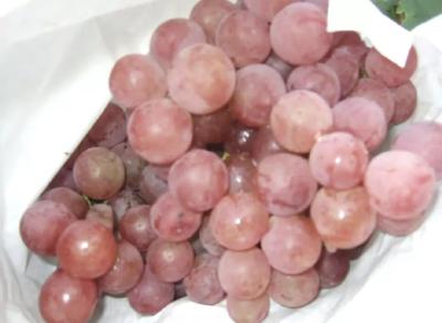 【葡萄】葡萄成熟期，严防酸腐病，稍有不慎当心毁园！