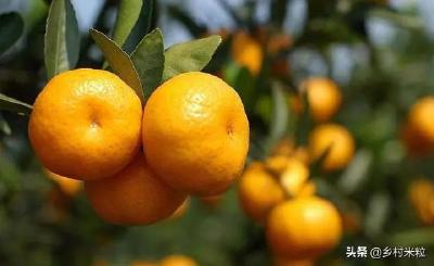 【柑橘】柑橘裂皮病是怎么发生的？应如何防治？