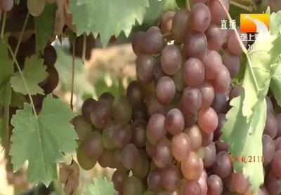 我国葡萄种植面积达1200万亩，选好种、提品质，优质葡萄才能不愁销！