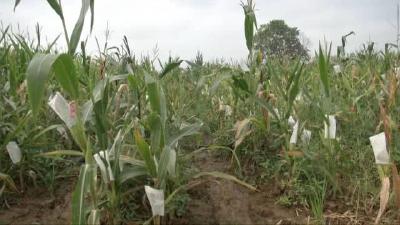 10亩地撬动50亿产值！堪称湖北“最牛玉米地”，每平米都不一样，这地谁种的？