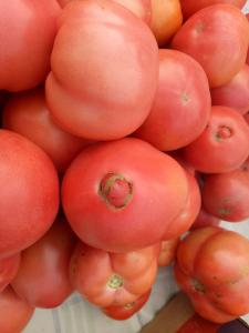 高温番茄畸形果多，问题多出在开花，前要提早应对