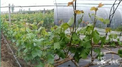 【葡萄】葡萄串小，粒小，上不了三道铁丝，这个夏天挺上火