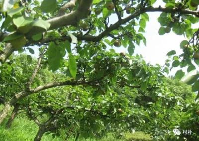 【梨子】梨树种植需要注意什么？做好这几步，产量能让你满意！