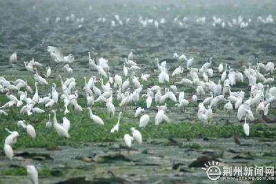 炎炎七月，荆州菱角湖却下起“漫天大雪”……