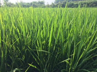 南方双季晚稻生产技术指导意见