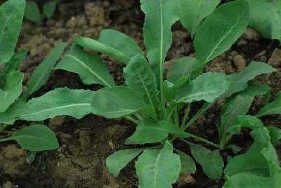 【中药材】七月适合种植那些药材？
