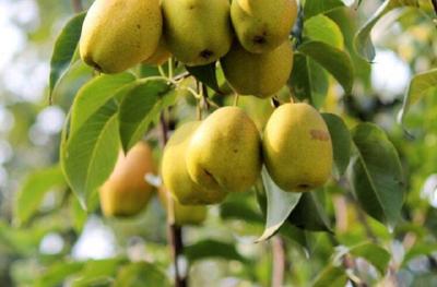 【梨子】果实采收后也要管理，为来年梨树大丰收打好基础