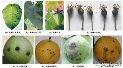 【梨】夏季梨树生长肥水要求高，重点防治黑星病和梨木虱