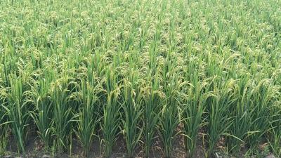 荆州：实施“三优”工程 提升稻米品质 --市农业技术推广中心开启稻米产业提升计划