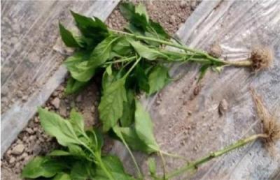 辣椒定植后死苗的三大真相！这些你都知道吗