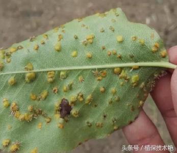 【病害】梨树锈病你了解多少