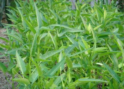 七月份空心菜的种植管理要点！高温多雨季节管理需注意