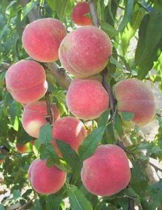 【桃】桃品种相同，管理不同，经济效益相差几倍！