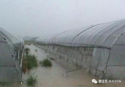 大棚菜如何安全度过“高温+降雨+桑拿”天！这篇文章值得看