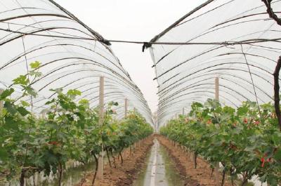 【葡萄】葡萄避雨栽培技术要点！学会这个，种植户效益显著提升