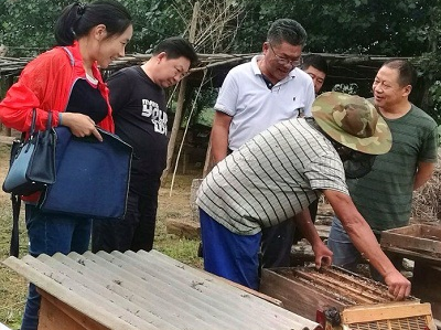 湖北省畜禽育种中心调研巴东县蜂业发展