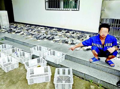 湖北孝昌:大美鸟岛上灰鹭遭劫 警方凌晨搜山抓获猎鸟者